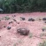巴马香猪仔猪藏香猪