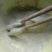 荞麦面粉荞面荞麦粉敖汉特产，旱地种植零添加！