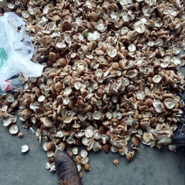 香杏丽蘑鲜货2.5~3cm开伞3%