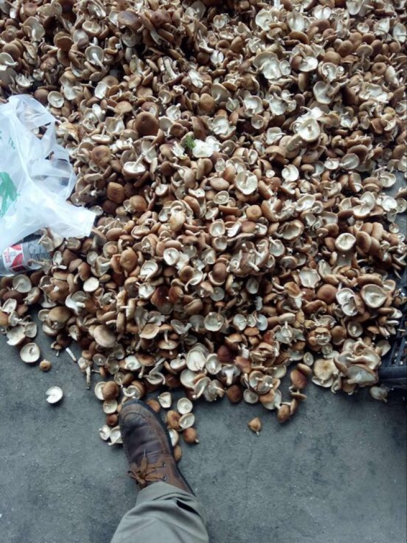 香杏丽蘑鲜货2.5~3cm开伞3%
