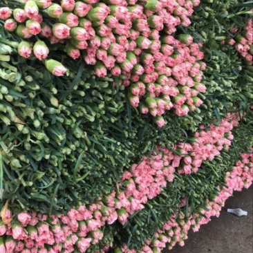 康乃馨鲜切花基地直销斗南，可订制规格，可按要求完成