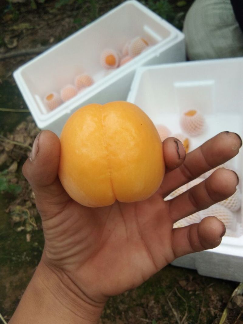 太阳杏50mm以上