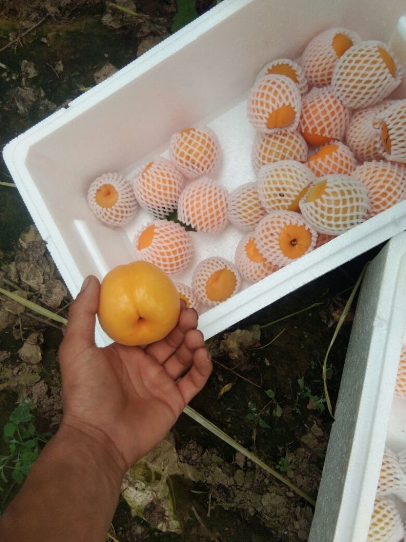 太阳杏50mm以上
