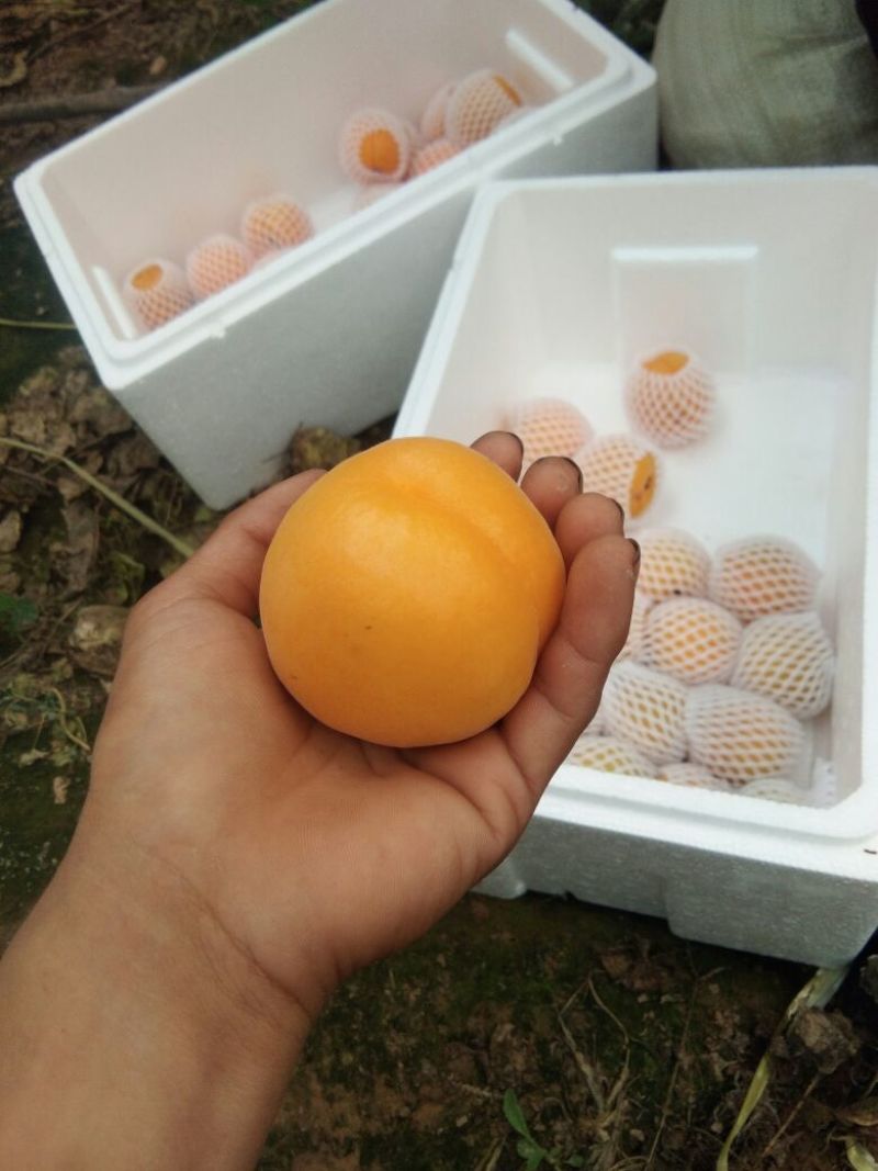 太阳杏50mm以上