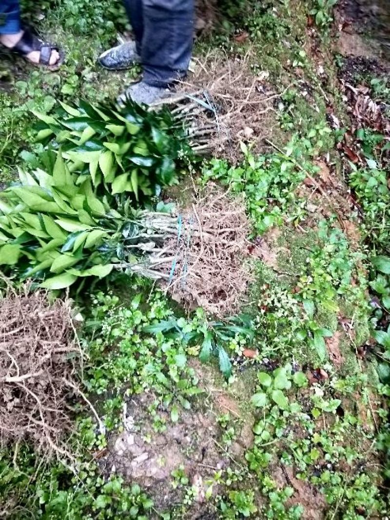 沃柑苗枳壳沃柑苗，香橙沃柑