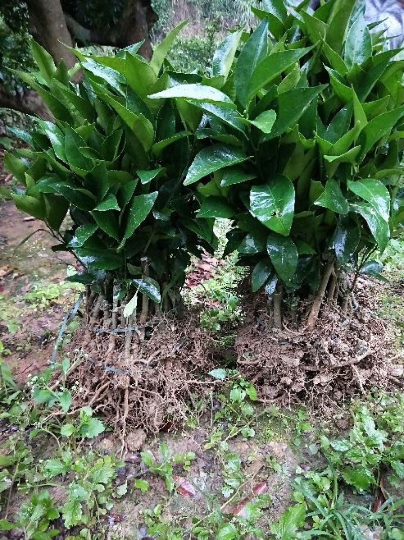 沃柑苗枳壳沃柑苗，香橙沃柑