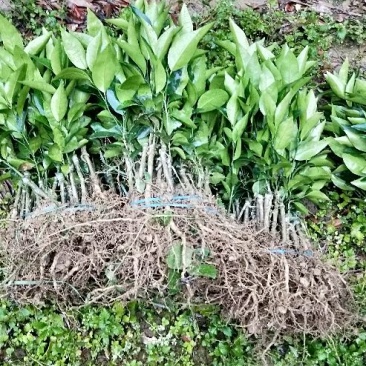 沃柑苗枳壳沃柑苗，香橙沃柑