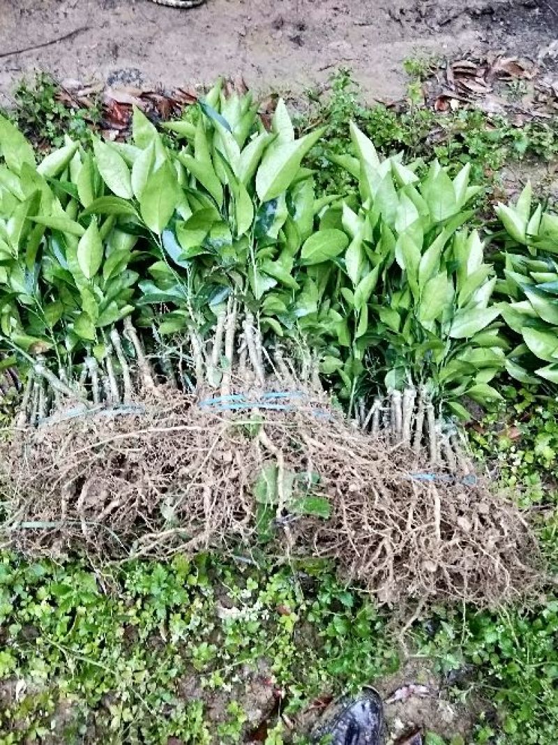 沃柑苗枳壳沃柑苗，香橙沃柑
