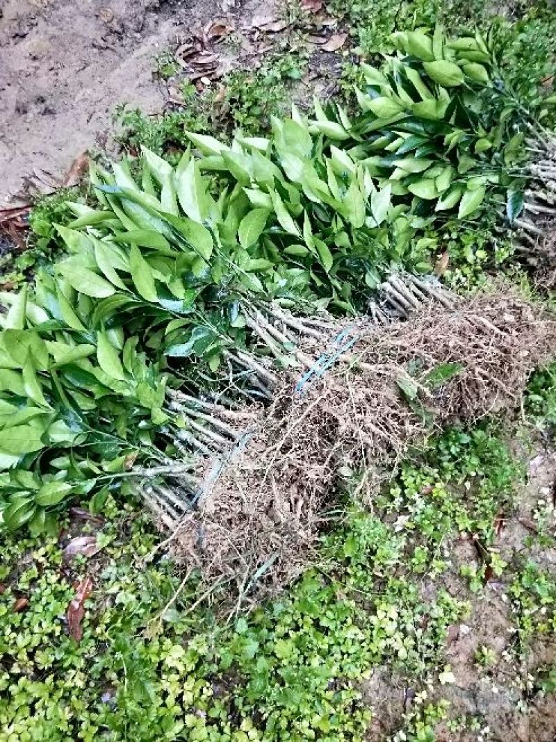 沃柑苗枳壳沃柑苗，香橙沃柑