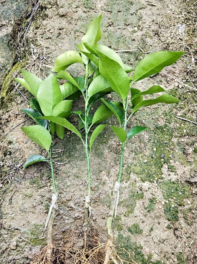 沃柑苗枳壳沃柑苗，香橙沃柑