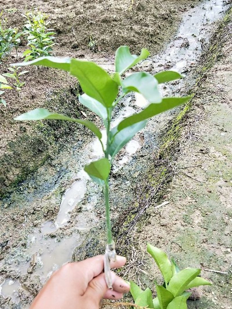 沃柑苗枳壳沃柑苗，香橙沃柑