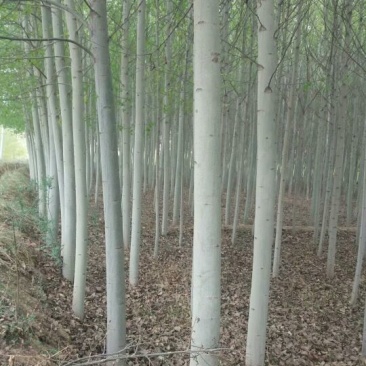 新疆杨10~20cm