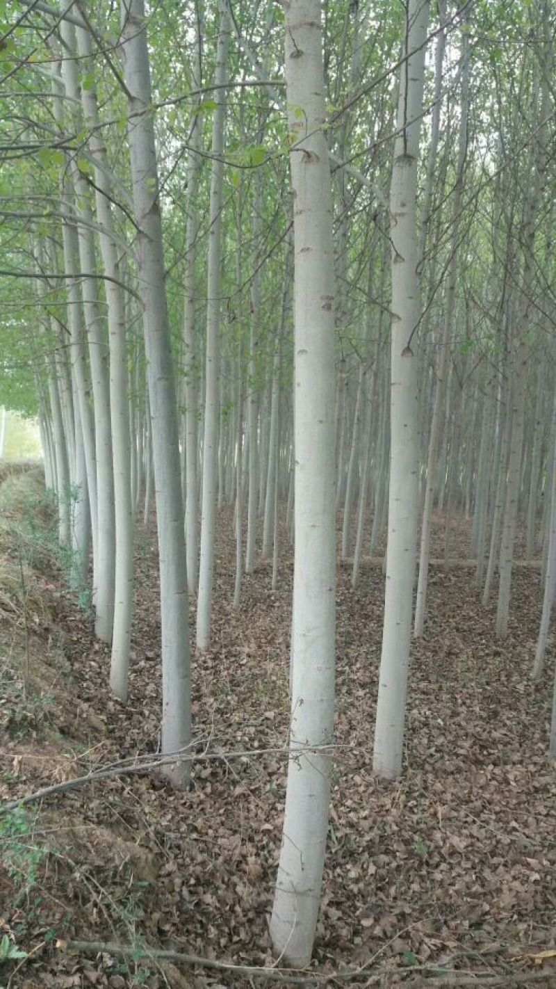新疆杨10~20cm