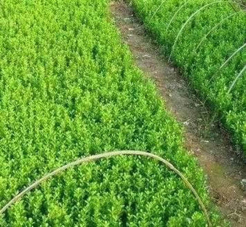 卫矛卫矛小苗床苗8到15公分
