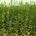 卫矛卫矛小苗床苗8到15公分