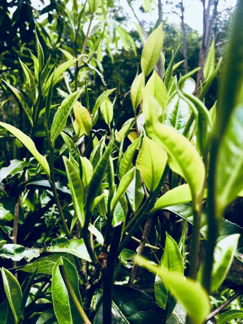 茶叶特级原产地原料加工