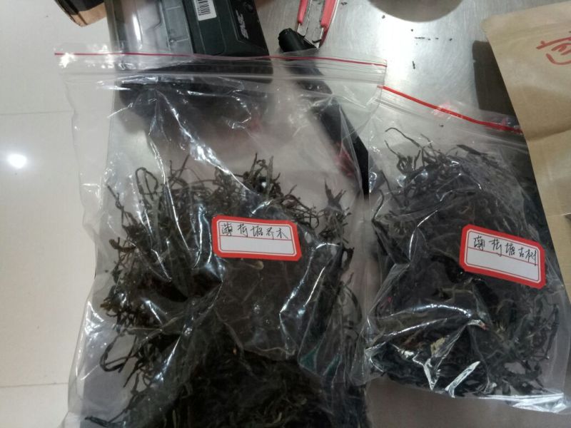 茶叶特级原产地原料加工