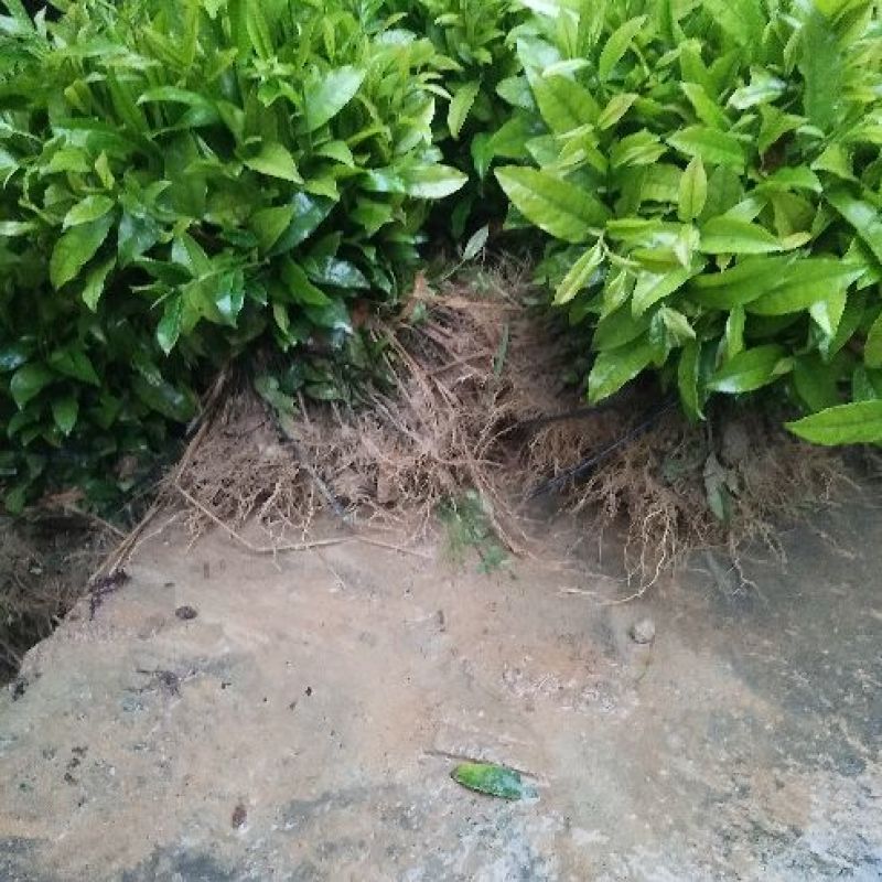 茶树苗乌牛早安吉白茶梅占