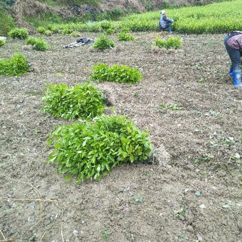 茶树苗乌牛早安吉白茶梅占