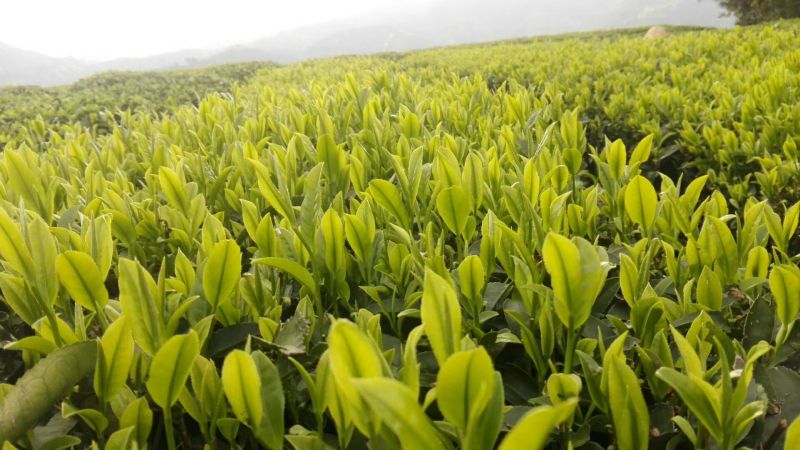 茶树苗乌牛早安吉白茶梅占
