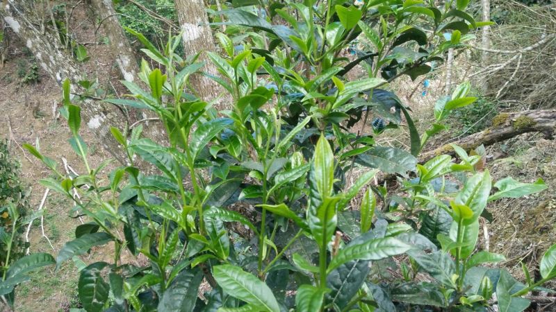茶叶特级原产地原料加工