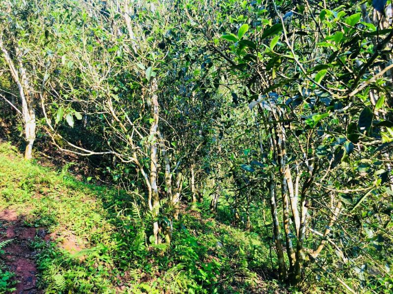茶叶特级原产地原料加工