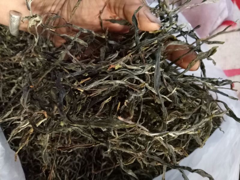 茶叶特级原产地原料加工