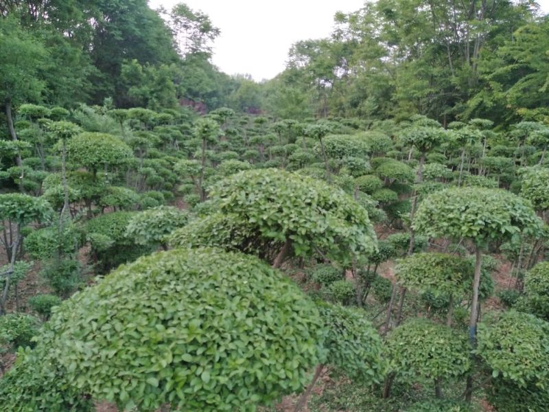 小叶女贞4cm以下