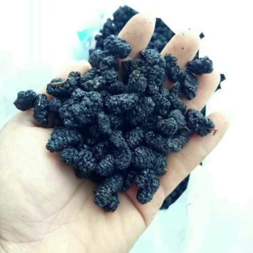 桑葚干一级粒粒精选质量保证