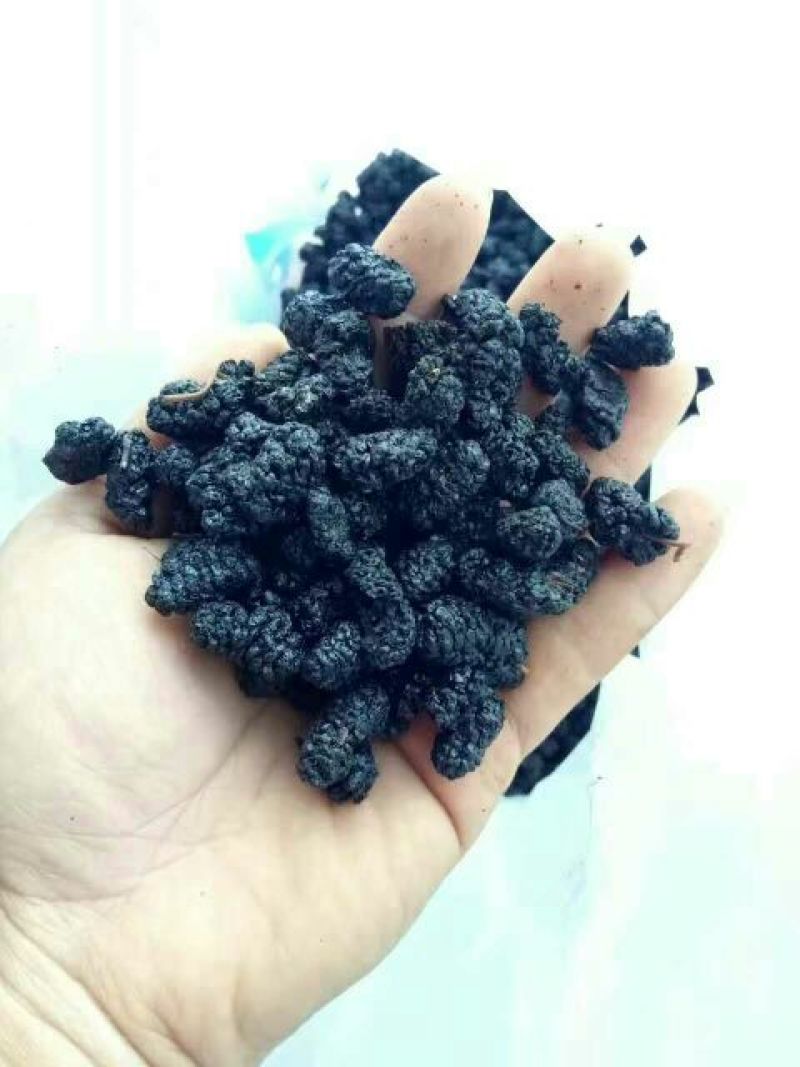 桑葚干一级粒粒精选质量保证