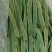 ！！！芸豆20cm以上大扁，产地供应