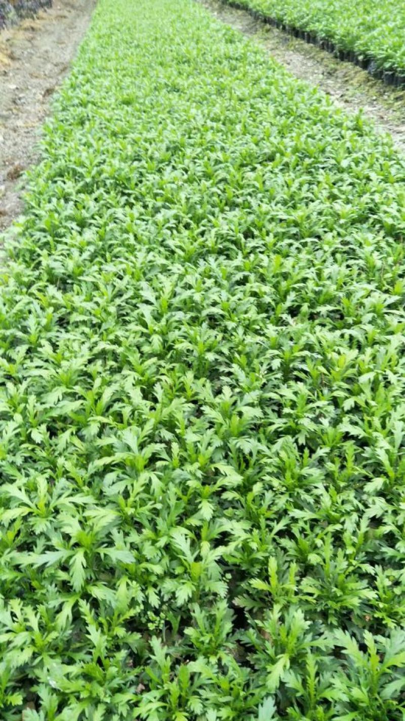 木春菊
