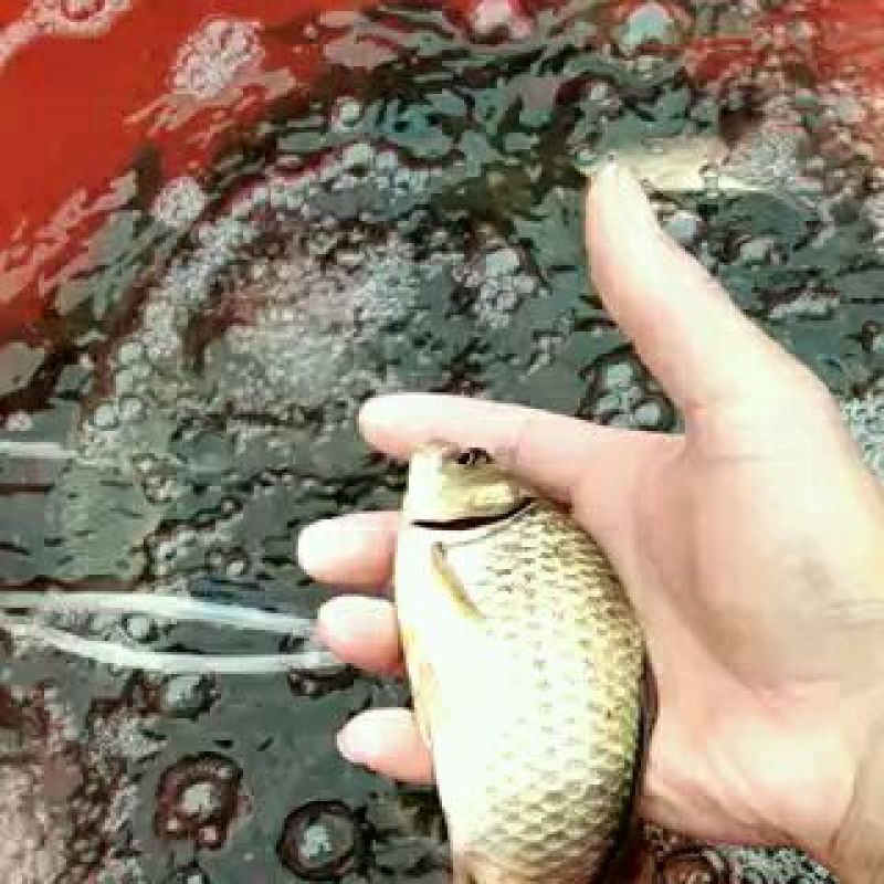 鲫鱼