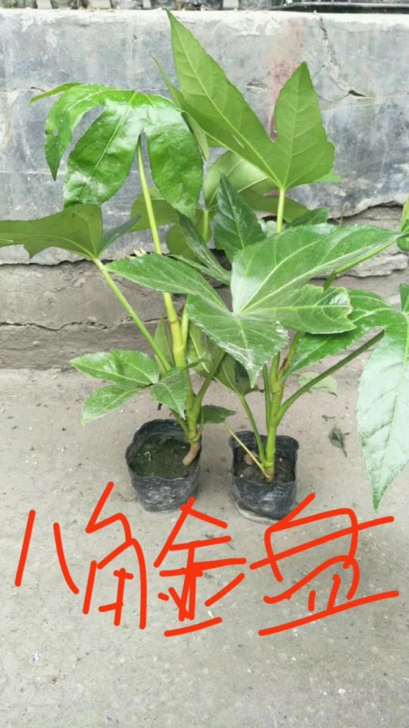 金叶女贞