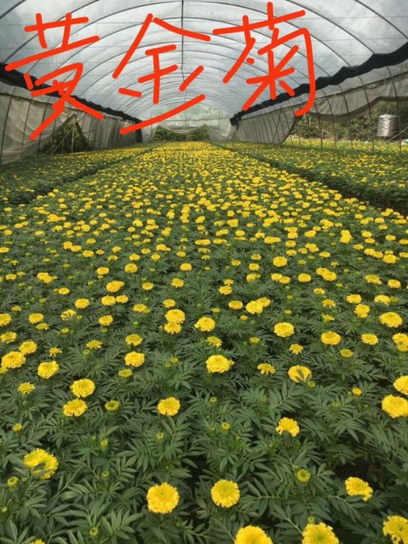 金叶女贞