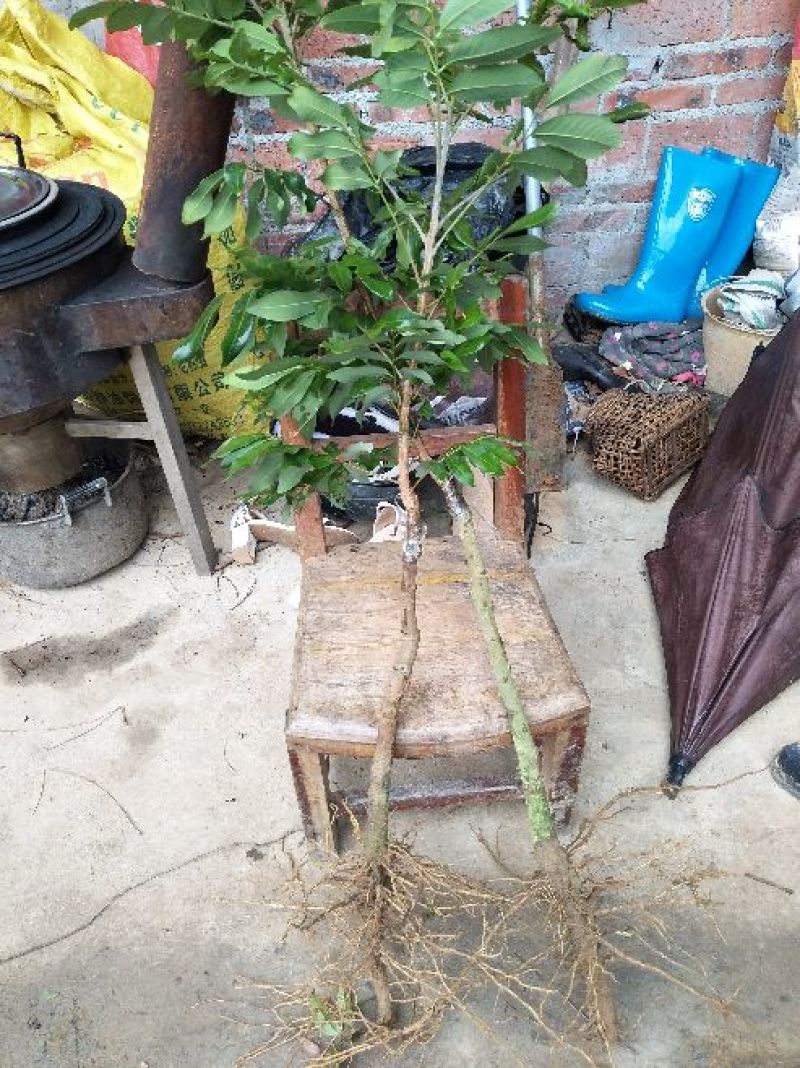 龙眼树苗30~50cm