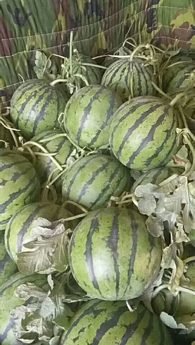 京欣西瓜5斤打底8成熟1茬