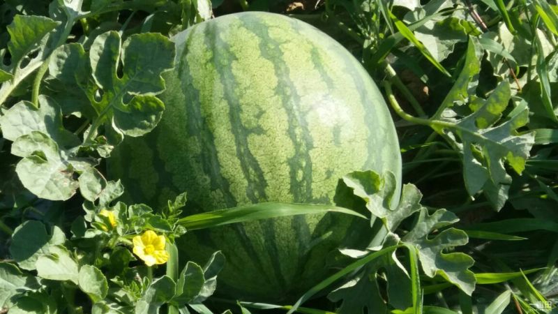 西瓜，无籽西瓜，十二斤打底，八成熟，头茬瓜