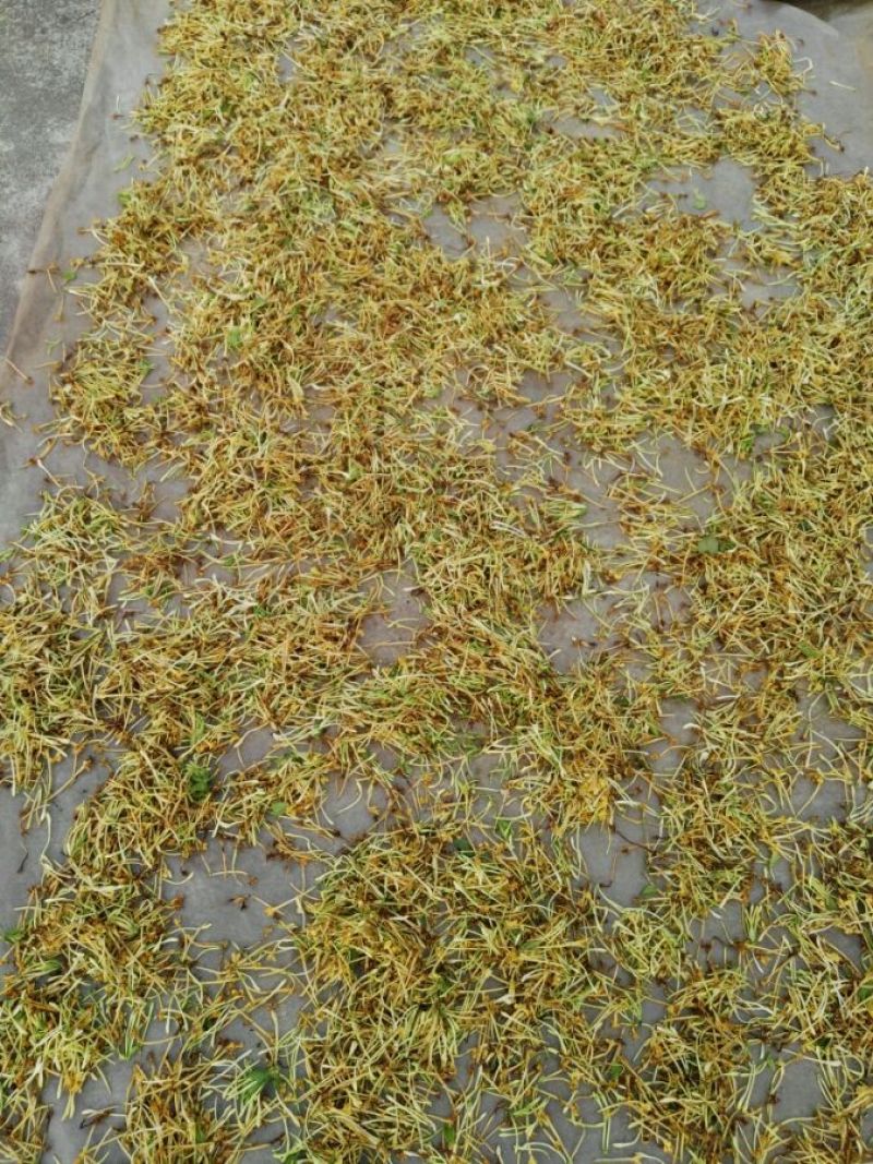 金银花统花野生品质保证一件代发一手货源
