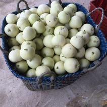 广西北海香瓜口感脆甜0.5斤以上大量货源
