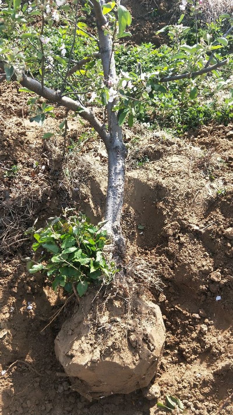 烟富8号苹果树6~8cm4cm以下1.5~2米