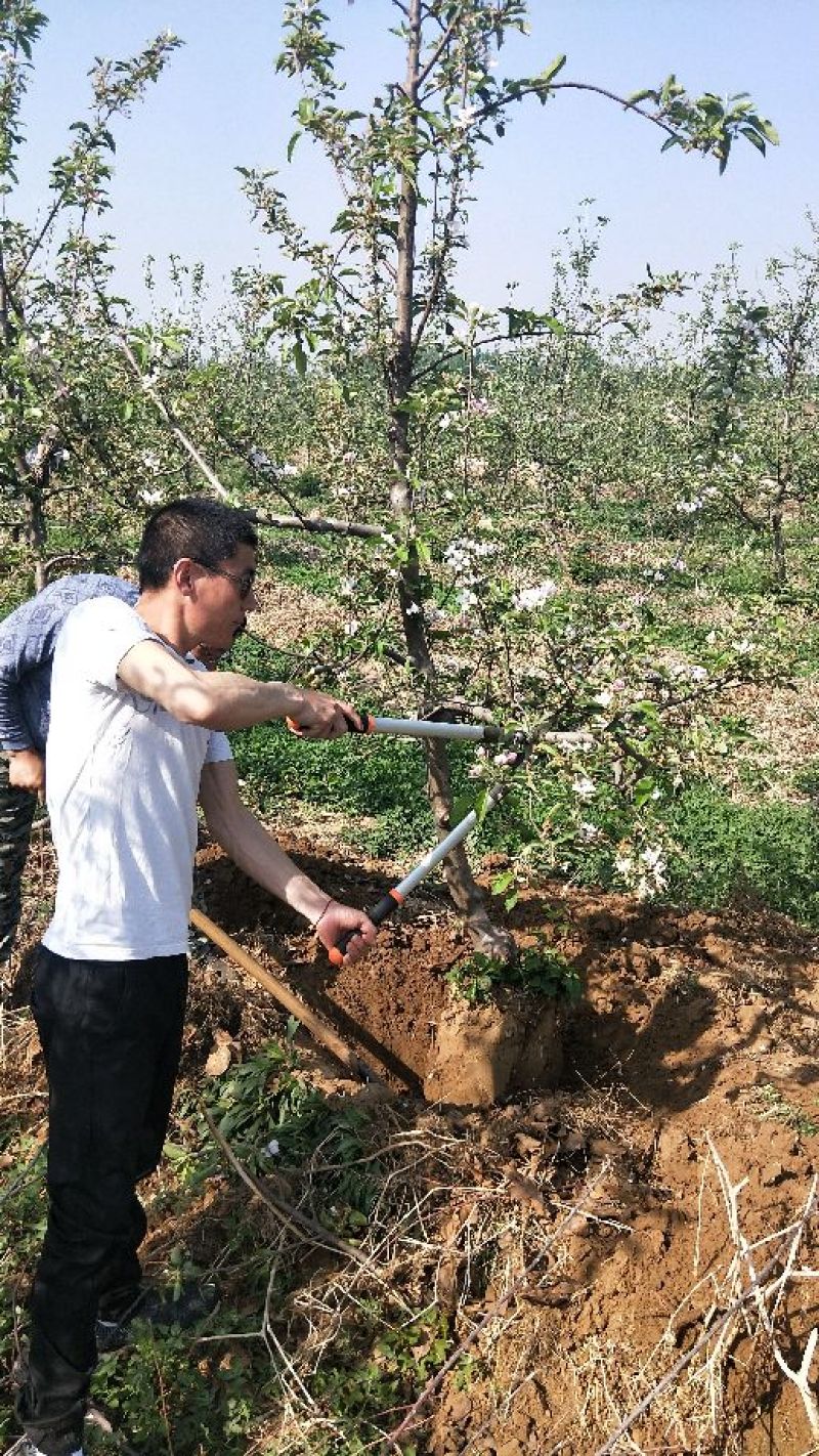 烟富8号苹果树6~8cm4cm以下1.5~2米