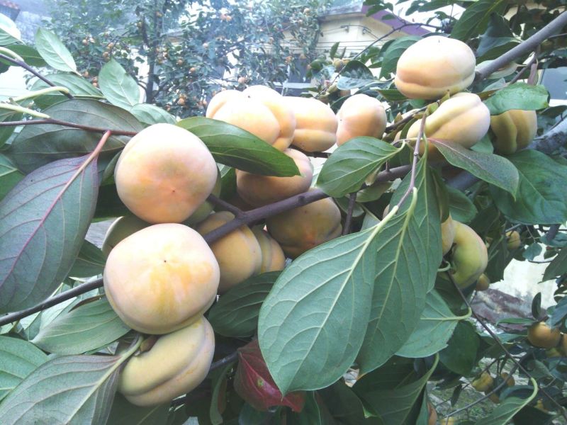 磨盘柿子苗100~150cm