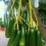 牛油果苗30~50cm