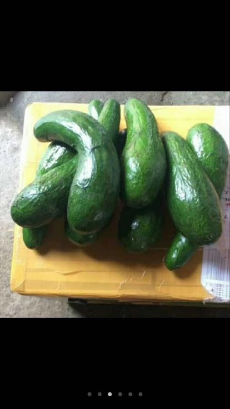牛油果苗30~50cm