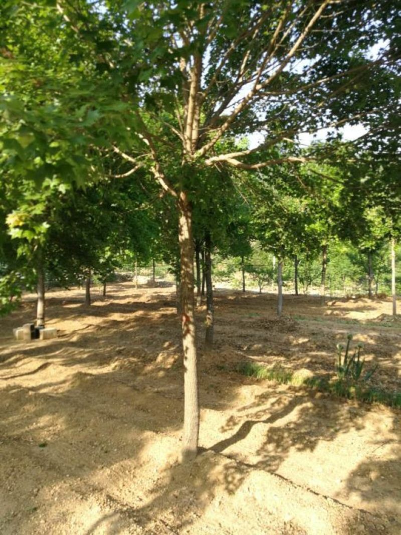 五角枫261~300cm