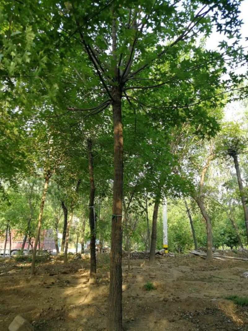 五角枫261~300cm