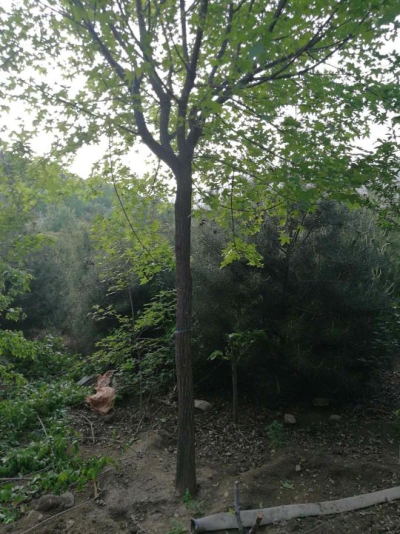 五角枫261~300cm