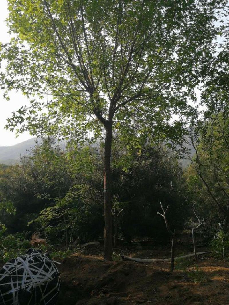 五角枫261~300cm