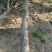 五角枫261~300cm